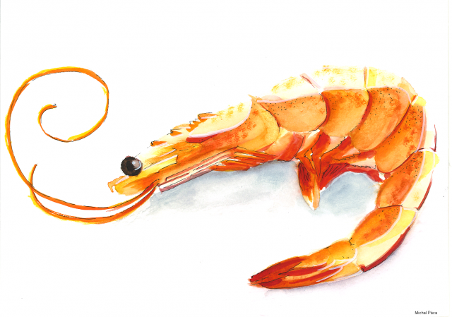 3_Shrimp